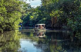 Pantanal Carioca