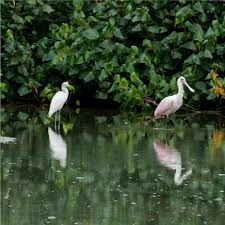 Pantanal Carioca - garças