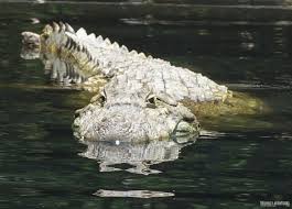 Pantanal Carioca - capivaras